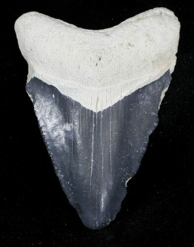 Bone Valley Megalodon Tooth #21578